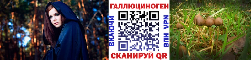 Псилоцибиновые грибы Cubensis  Лыткарино 